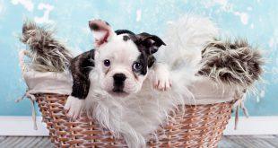 kleiner Welpe im Korb - französische Bulldogge
