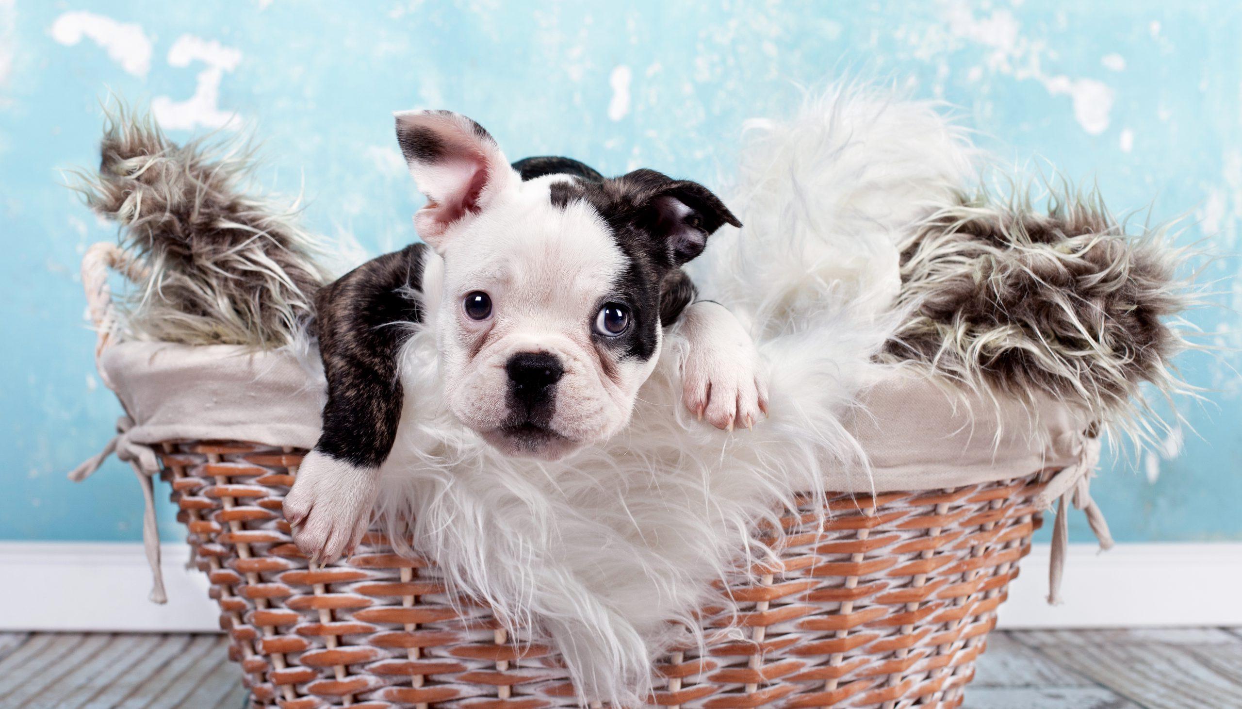 kleiner Welpe im Korb - französische Bulldogge