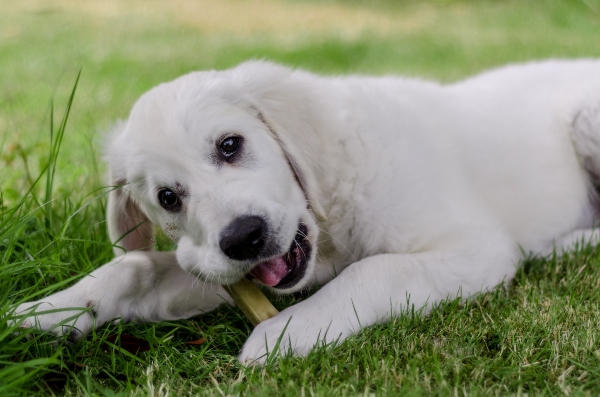 Retriever Welpe mit Kauknochen