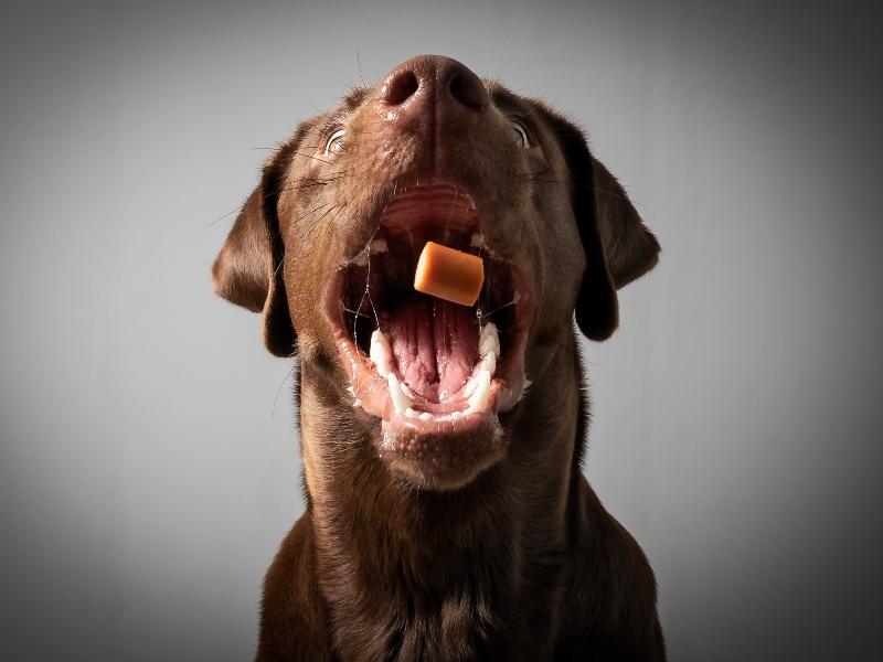 Würstchen für Hunde