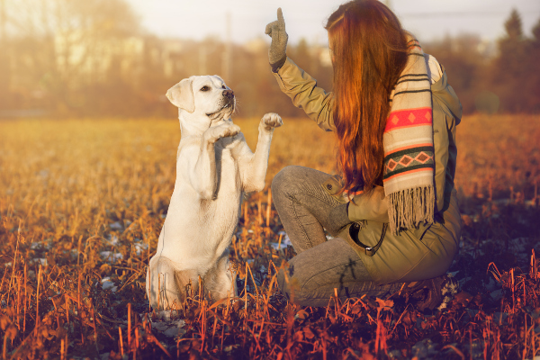 Frauchen bringt ihrem Hund das sehr beliebtes Kunststück Männchen bei 