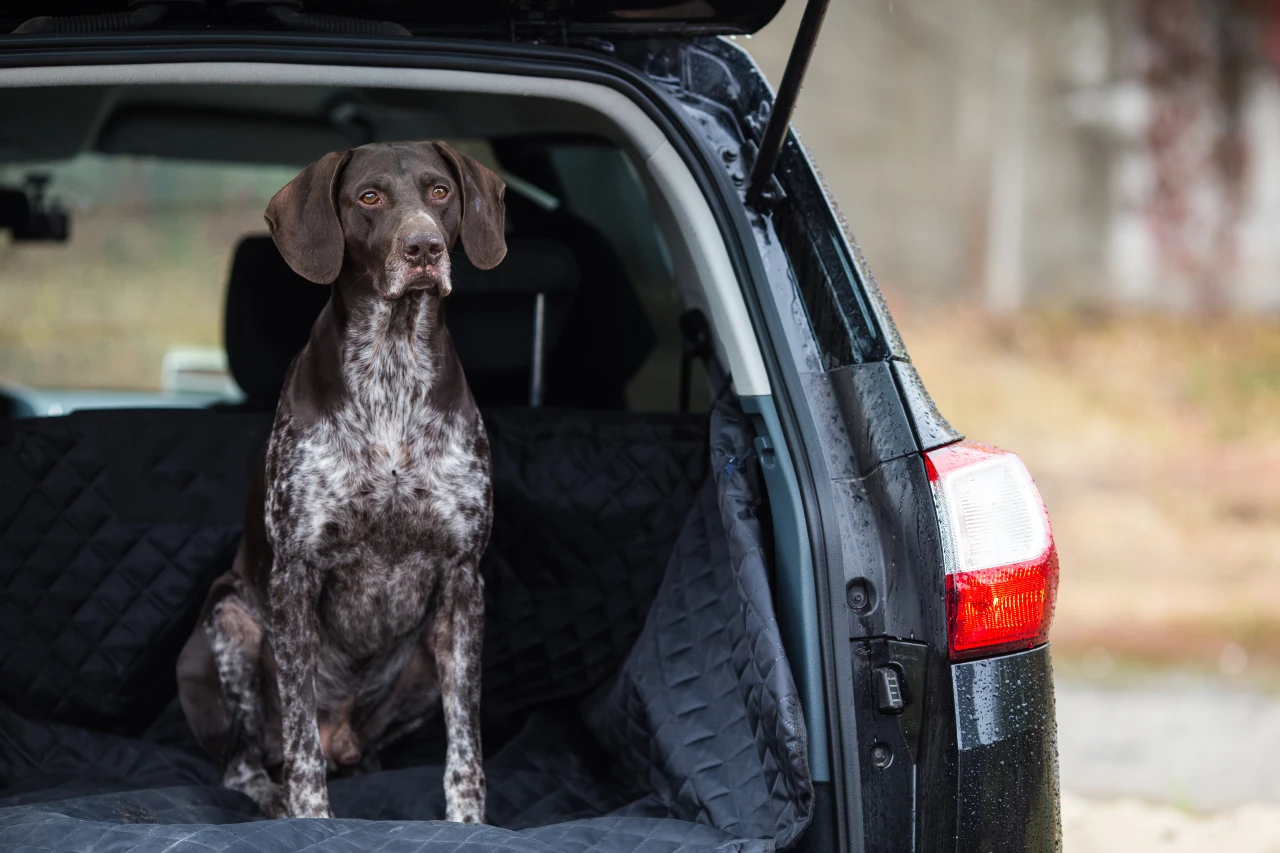 Hunde dürfen nicht frei im Kofferraum liegend im Auto mitfahren Hunde dürfen nicht frei im Kofferraum liegend im Auto mitfahren