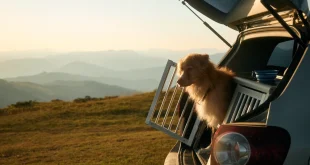 Hund im Auto sicher in einer Metall-Transportbox transportieren