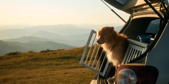 Hund im Auto sicher in einer Metall-Transportbox transportieren