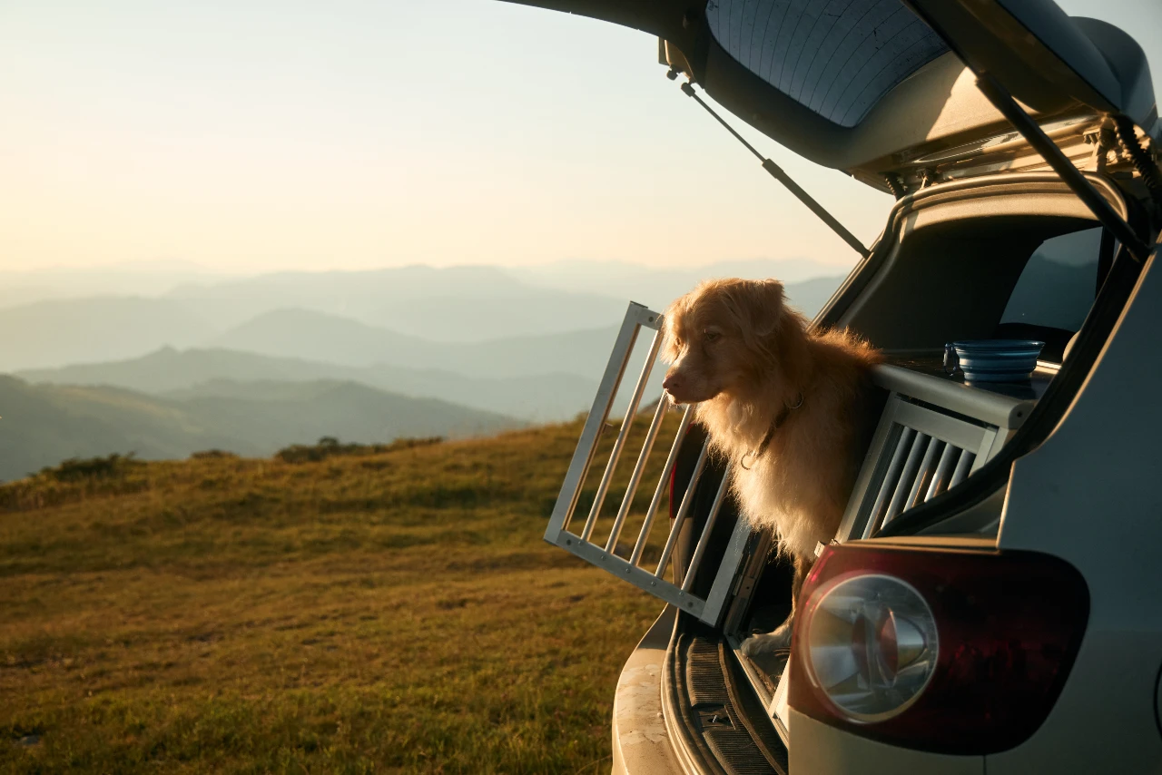 Hund im Auto sicher in einer Metall-Transportbox transportieren
