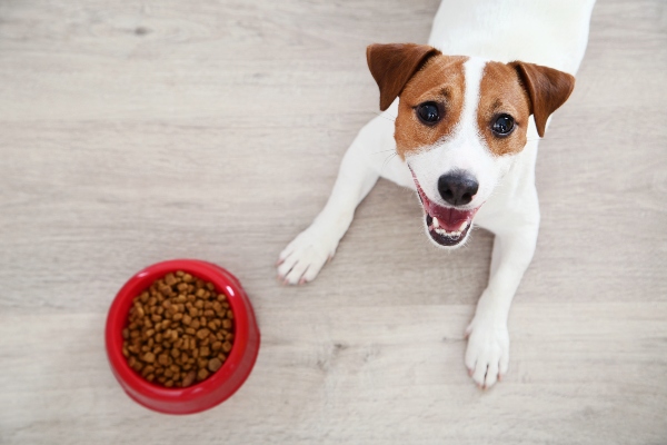 Falscher Napf maekeliger Hund