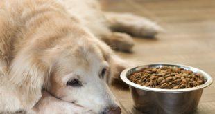 Hund frisst nicht, verweigert Futter und liegt vor einem gefüllten Napf