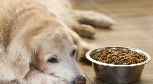 Hund frisst nicht, verweigert Futter und liegt vor einem gefüllten Napf