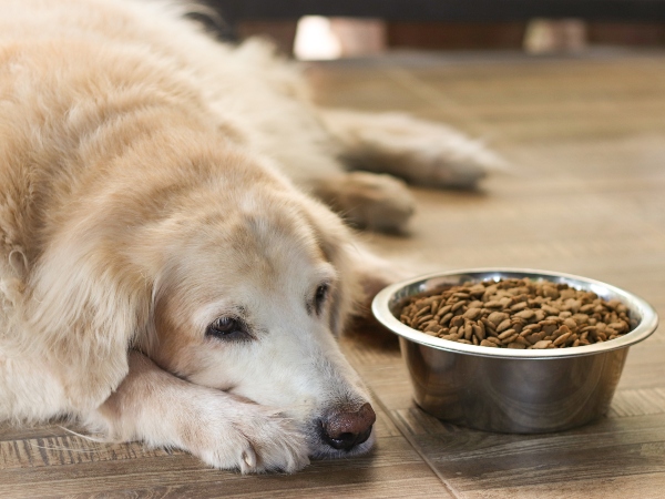 Vierbeiner hat bei wenig Bewegung nicht so viel Appetit maekeliger Hund