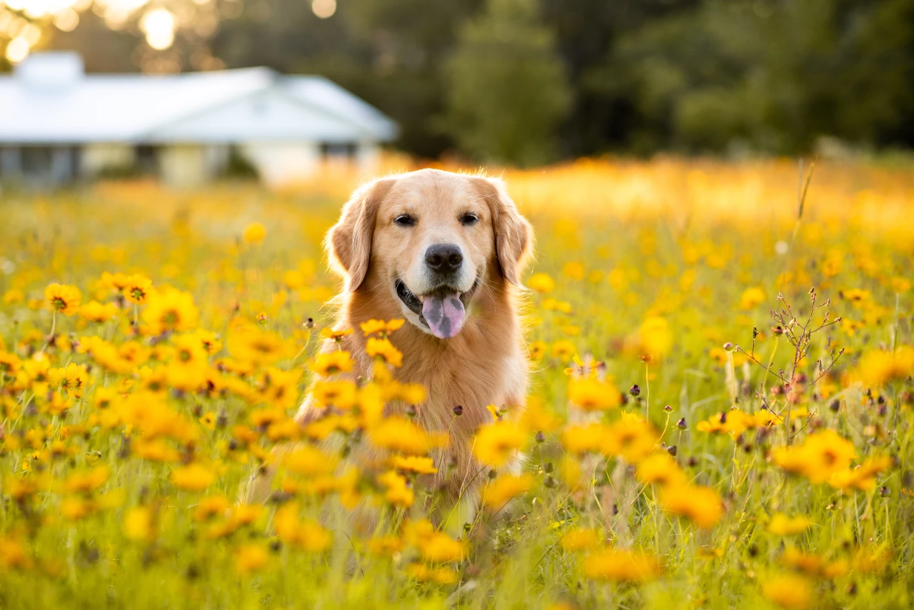 Golden Retriever gehört zur beliebtesten Hunderasse in Deutschland. Golden Retriever gehört zur beliebtesten Hunderasse in Deutschland