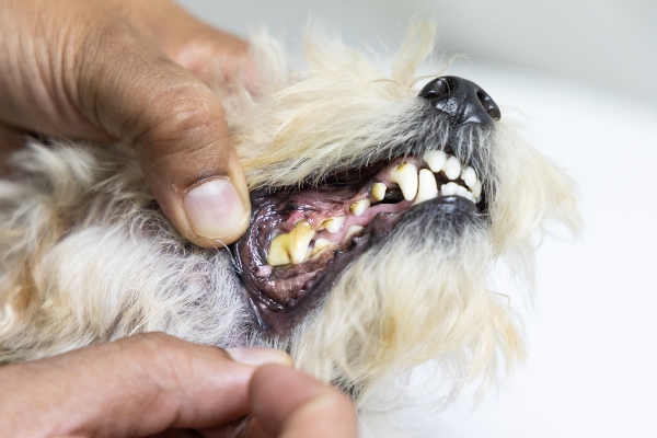 hund-gingivitis