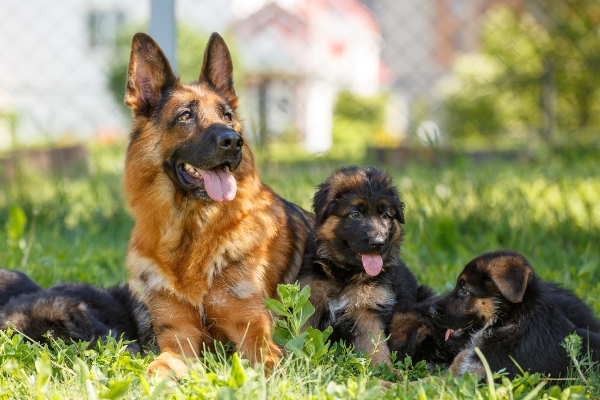 Deutscher Schaeferhund mit Welpen