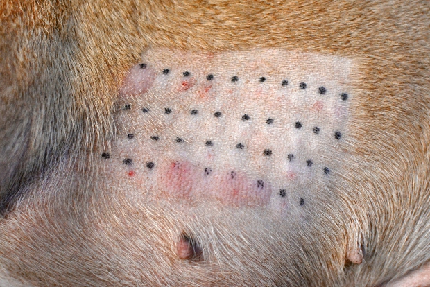 Nahaufnahme Hund mit Alllergietest auf der Haut - Konservierungsmittel sollte man meiden