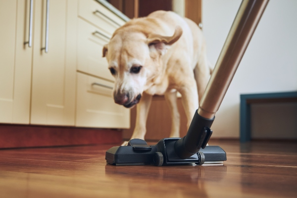 Hund bellt und knurrt gegen Staubsauger