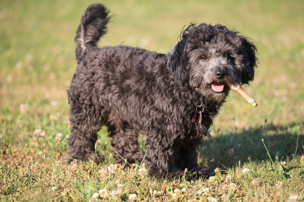 Hund mit Kaustange