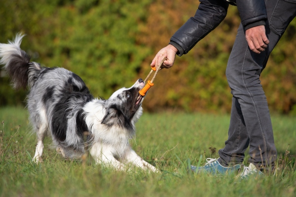 Hundebesitzer spielt mit Hund zerrspiele-mit-dem-hund