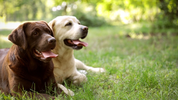 Labrador Retriever