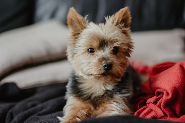 Yorkshire Terrier Welpe