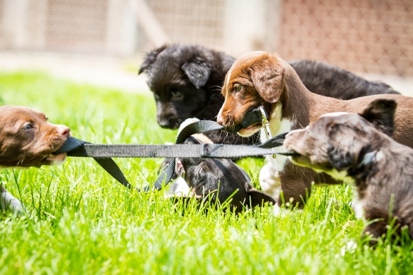 Zerrspiel von Welpen zerrspiele-mit-dem-hund