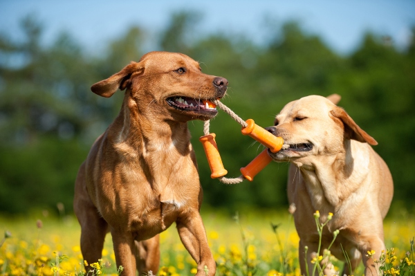 Zwei Labradore zerren an einem Spielzeug zerrspiele-mit-dem-hund