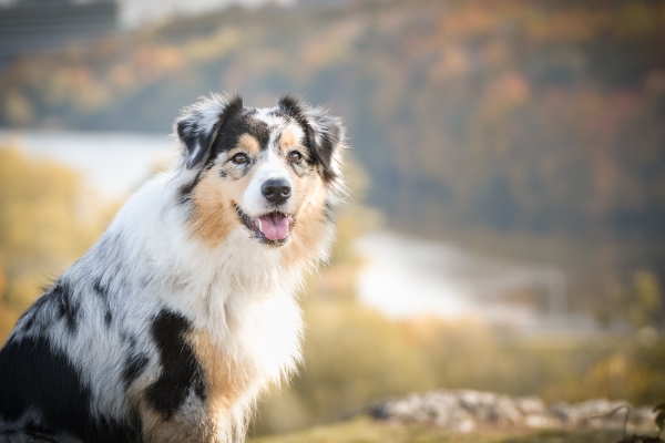 australian-shepherd-beliebteste-hunderassen-2020