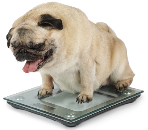 Übergewichtiger Hund auf der Waage - Konservierungsmittel sollte man vermeiden
