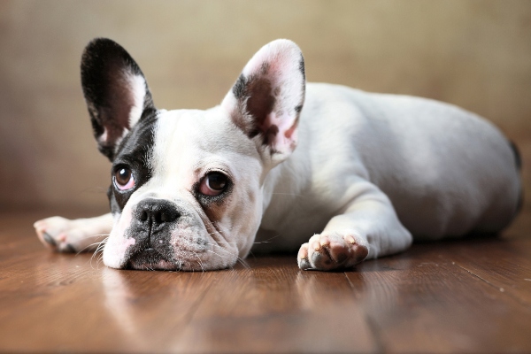 franzoesische-bulldogge-beliebteste-hunderassen-2020