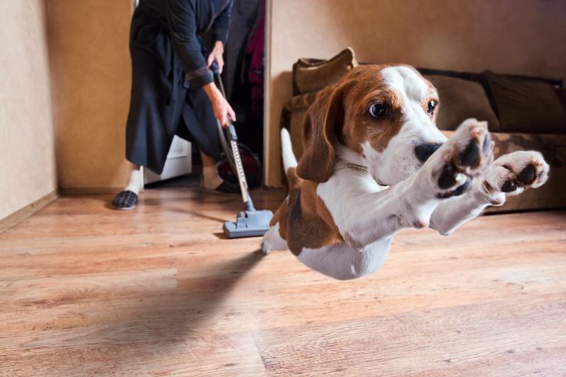 Hund und Staubsauger