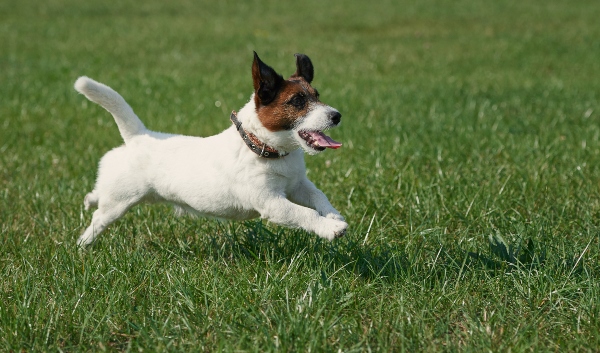 jack-russell-terrier-beliebteste-hunderassen-2020