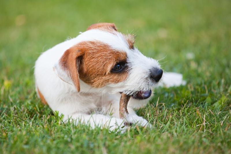 Leckere Hundekaustangen
