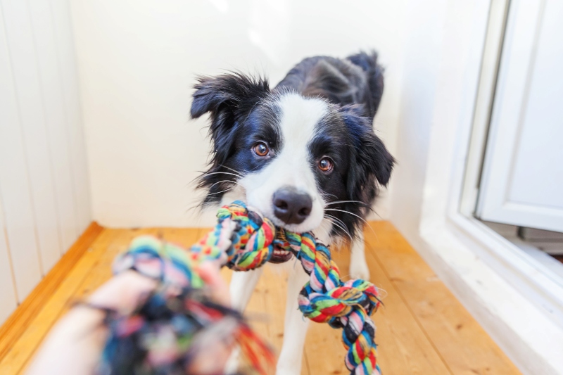 Zerrspiele Mit Dem Hund Hunde Kausnacks Magazin