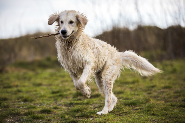 Retriever beim Apportieren