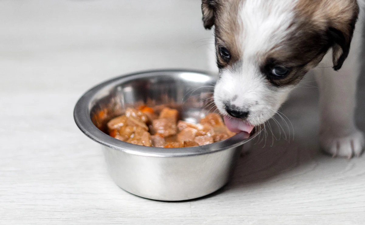 Welpen brauchen in der Wachstumsphase eine höhere Fleischmenge als erwachsende Hunde. Welpen brauchen in der Wachstumsphase eine höhere Fleischmenge als erwachsende Hunde