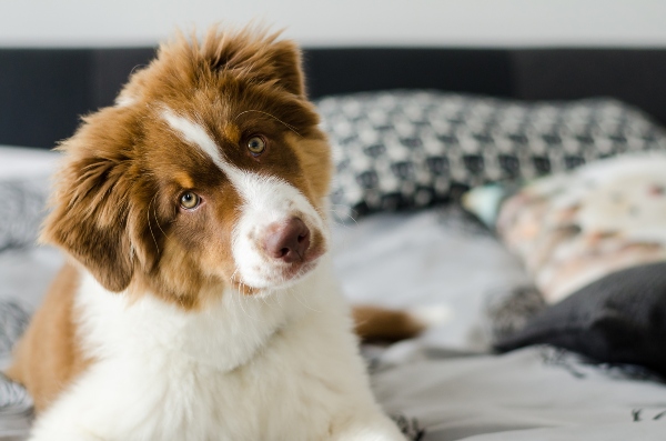 gluecklicher-hund-koerperhaltung