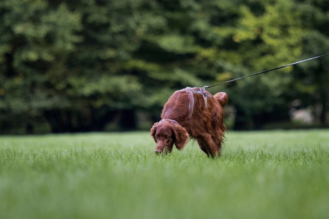 Spürnase! Der Hund erschnuppert beim Mantrailing Duftnoten und Fährten. Hund schnuppert – Mantrailing Training