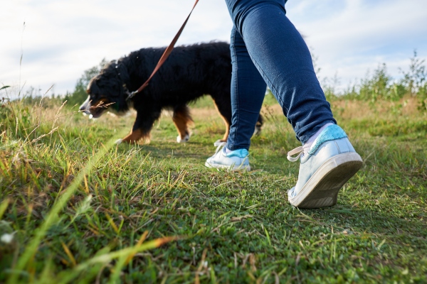 hund-wandern-leine