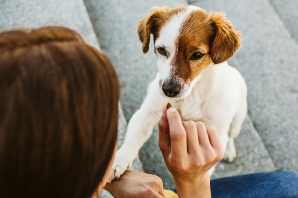 hundeerziehung-leckerlis-gluecklicher-hund