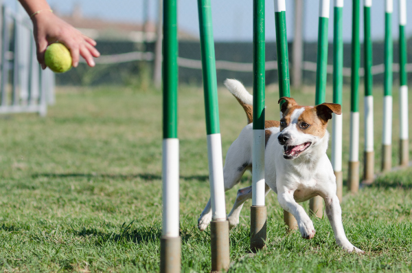 Ein Hund rennt durch Slalomstangen, dabei erhält er Kommandos von seinem Frauchen Welcher Hundesport ist der richtige für meinen Vierbeiner?