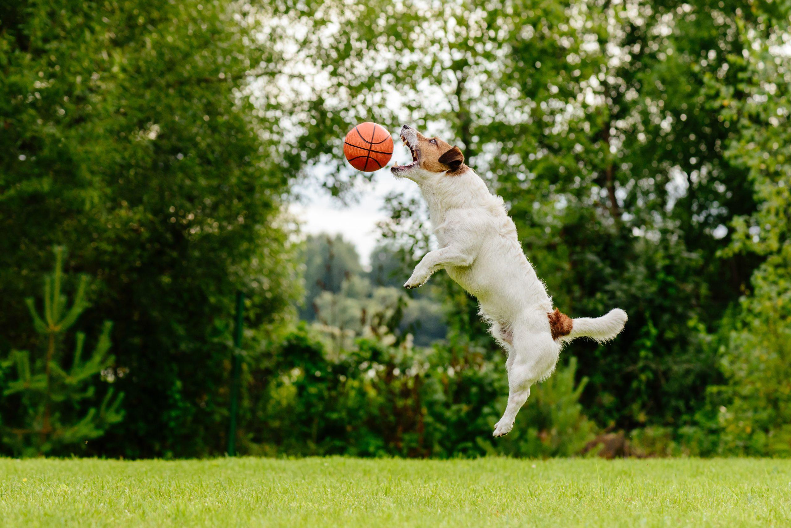 Welcher Hundesport ist der Richtige? Hundesportarten im Ăberblick