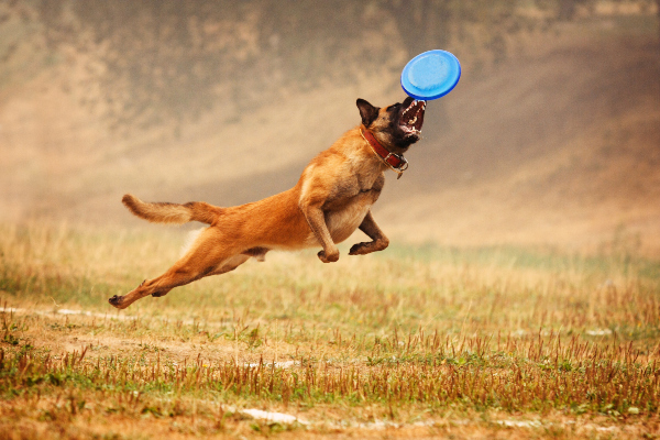 Ein Hund, der mitten in der Luft zu stehen scheint, versucht eine Frisbee-Scheibe in vollem Fulg zu fangen Welcher Hundesport ist der richtige für meinen Vierbeiner?