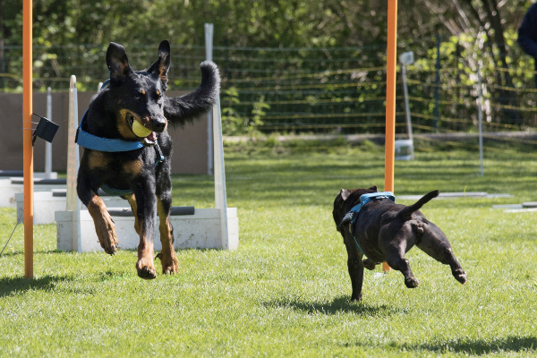 Zwei Hunde begegnene sich bei Flyerball. Während der eine Hund bereits auf dem Rückweg ist, muss der andere erst noch den Wendepunkt erreichen. Welcher Hundesport ist der richtige für meinen Vierbeiner?