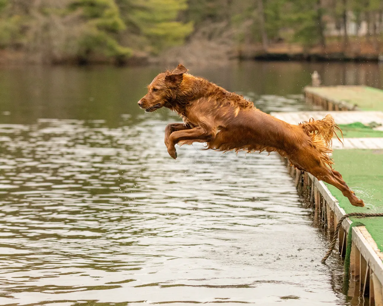 Beim Dog Diving springt der Hund weit ins Wasser und fischt einen Dummy heraus. Hundesport Dog Diving, wobei der Hund ins Wasser springt und ein Dummy herausfischt