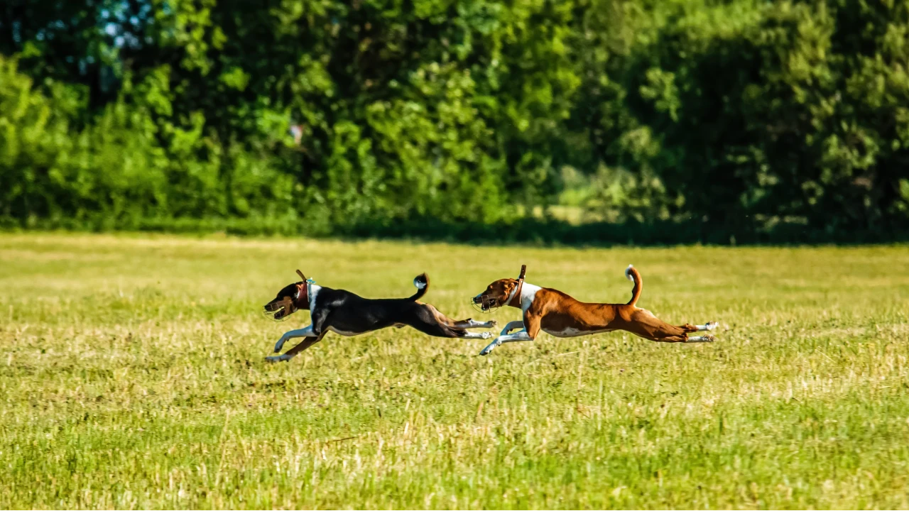 Beim Coursing kommt es auf Geschwindigkeit an: 400-1000 Meter laufen die Hunde im Sprint einen Dummy hinterher. Zwei Hunde beim Coursing Training