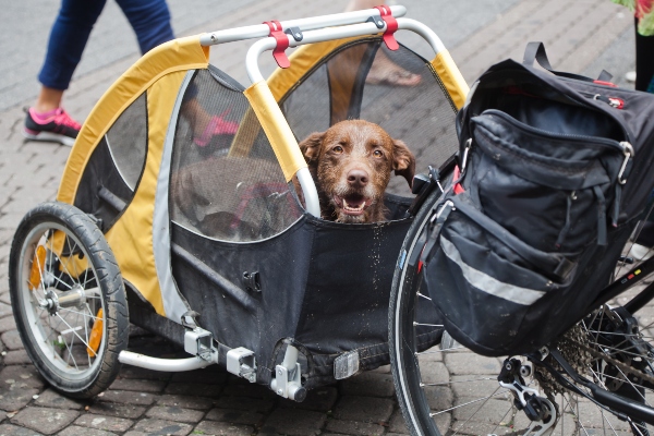 Hund im Fahrradanhaenger