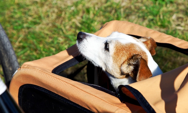 Mit dem Hund im Anhänger Radfahren Velomotion