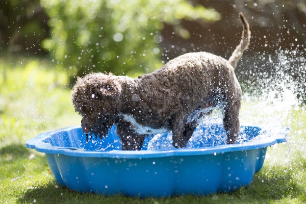 Wasserspiele für Hunde HundeKausnacks Magazin