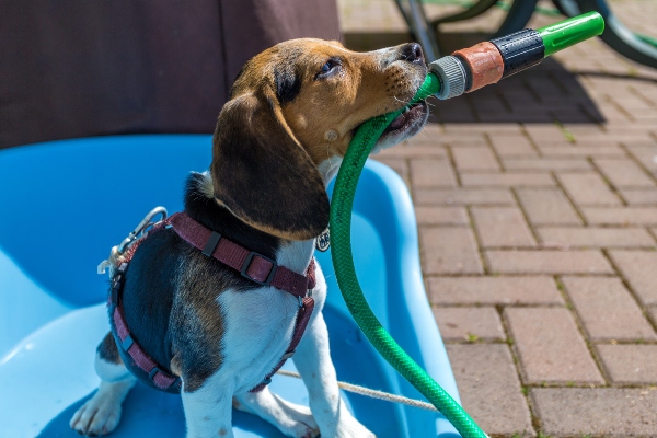 hund-im-pool-wasserspiele-fuer-hunde