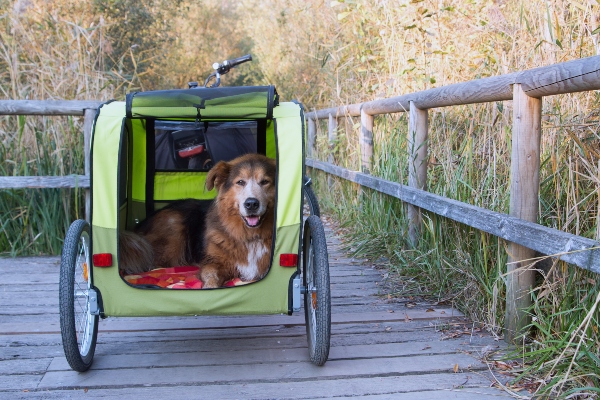 hund-liegt-gemuetlich-im-fahrradanhaenger