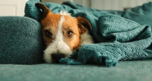 Hund ist nachts wach und kann nicht durchschlafen
