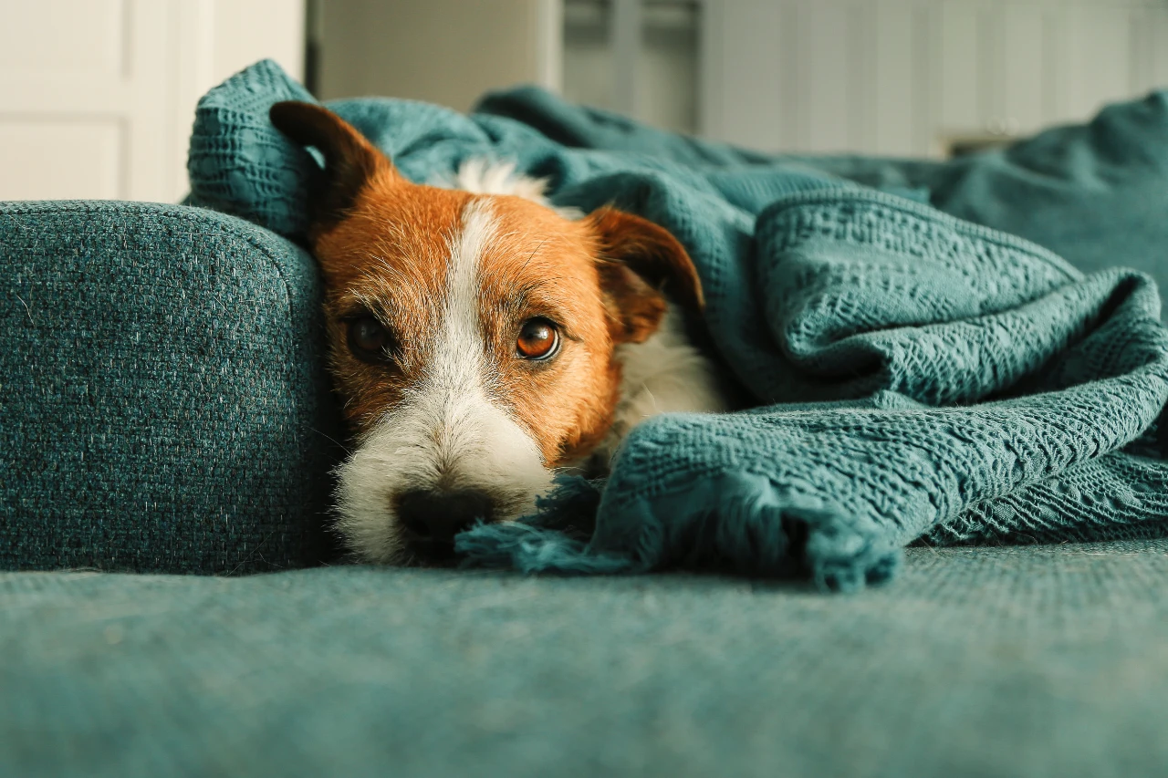 Hund ist nachts wach und kann nicht durchschlafen